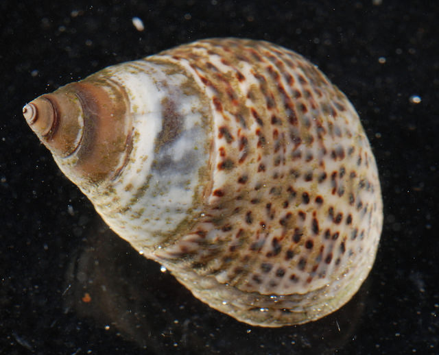 Image of Littoraria irrorata